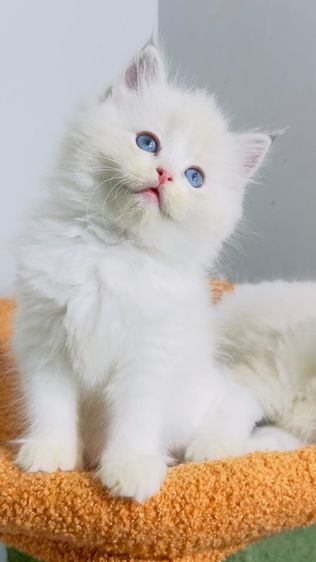 แมว แมวน้อยน่ารัก รูปที่ 7
