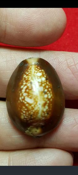 เบี้ยแก้หลวงพ่อนุ้ย วัดนางใน จังหวัดอ่างทอง รูปที่ 3