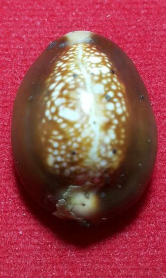 เบี้ยแก้หลวงพ่อนุ้ย วัดนางใน จังหวัดอ่างทอง