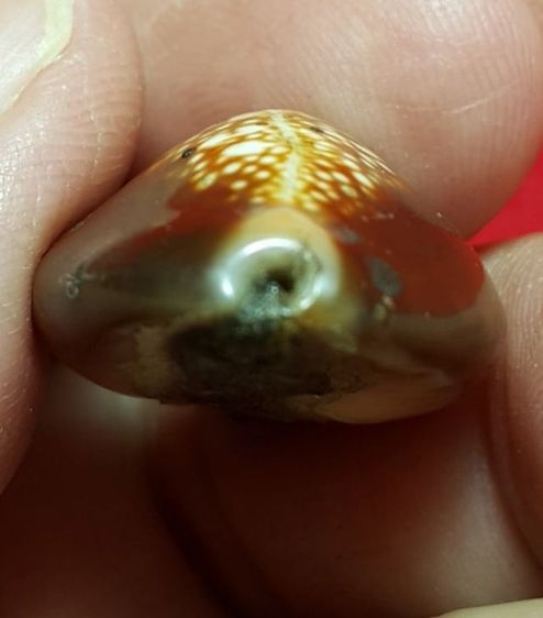 เบี้ยแก้หลวงพ่อนุ้ย วัดนางใน จังหวัดอ่างทอง รูปที่ 2