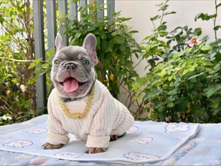 เฟรนบลูด็อก ไลแลคแทนแครี่นิวเฉด หญิง รูปที่ 5