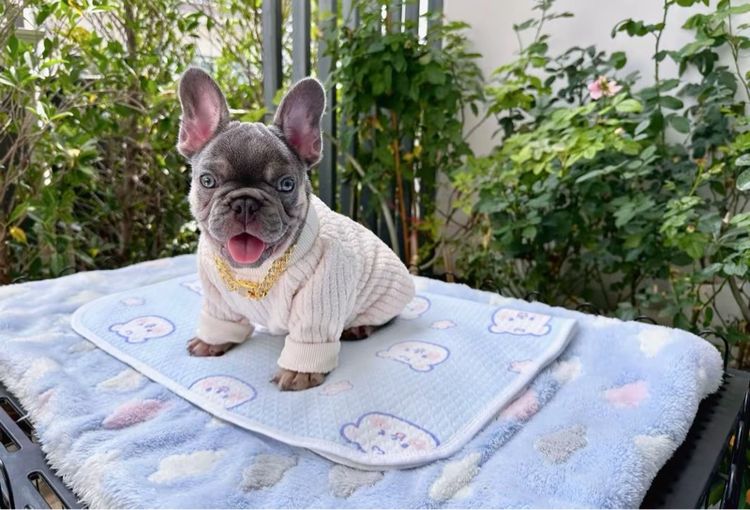 เฟรนบลูด็อก ไลแลคแทนแครี่นิวเฉด หญิง รูปที่ 11