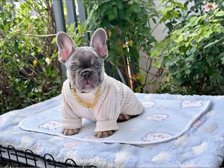 เฟรนบลูด็อก ไลแลคแทนแครี่นิวเฉด หญิง รูปที่ 12