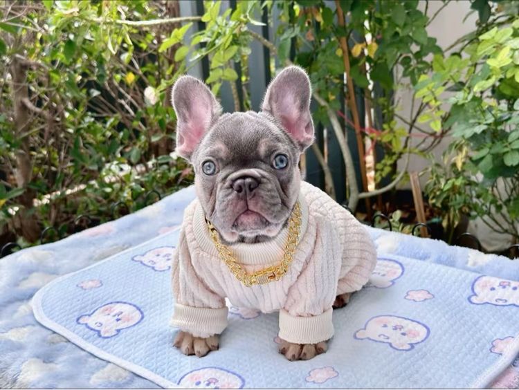 เฟรนบลูด็อก ไลแลคแทนแครี่นิวเฉด หญิง รูปที่ 6