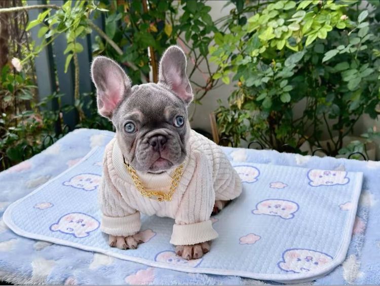 เฟรนบลูด็อก ไลแลคแทนแครี่นิวเฉด หญิง รูปที่ 9