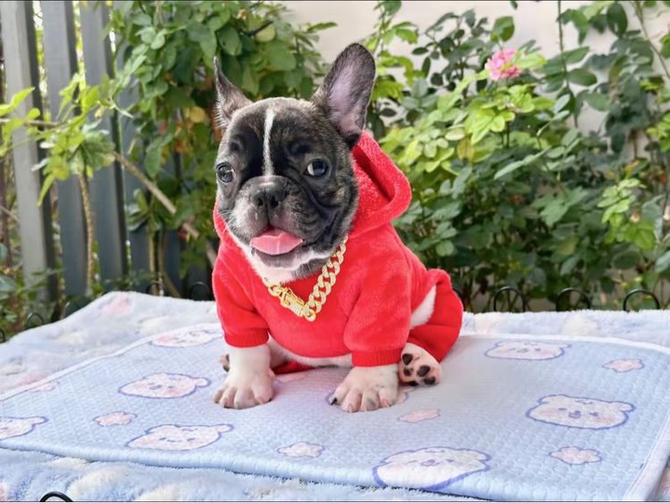 เฟรนบลูด็อกชาย ลายวัว รูปที่ 7