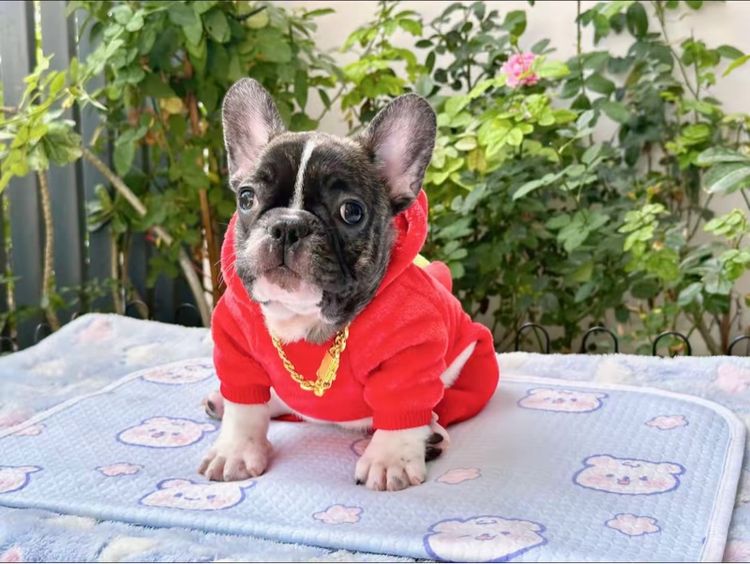 เฟรนบลูด็อกชาย ลายวัว รูปที่ 12