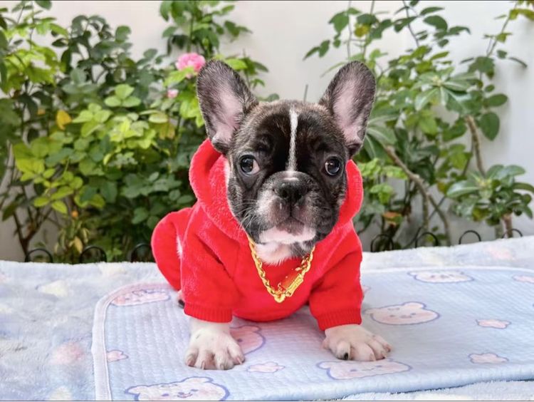 เฟรนบลูด็อกชาย ลายวัว รูปที่ 17