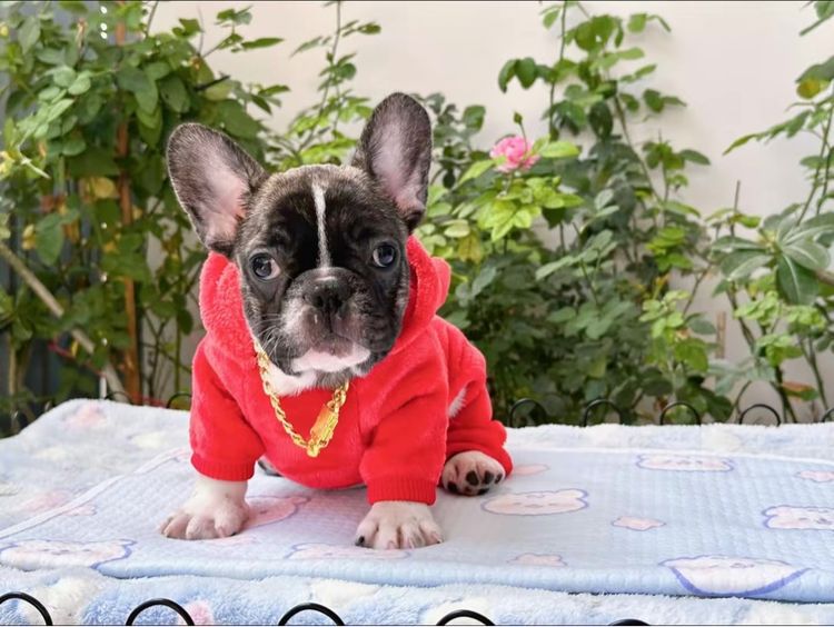 เฟรนบลูด็อกชาย ลายวัว รูปที่ 16