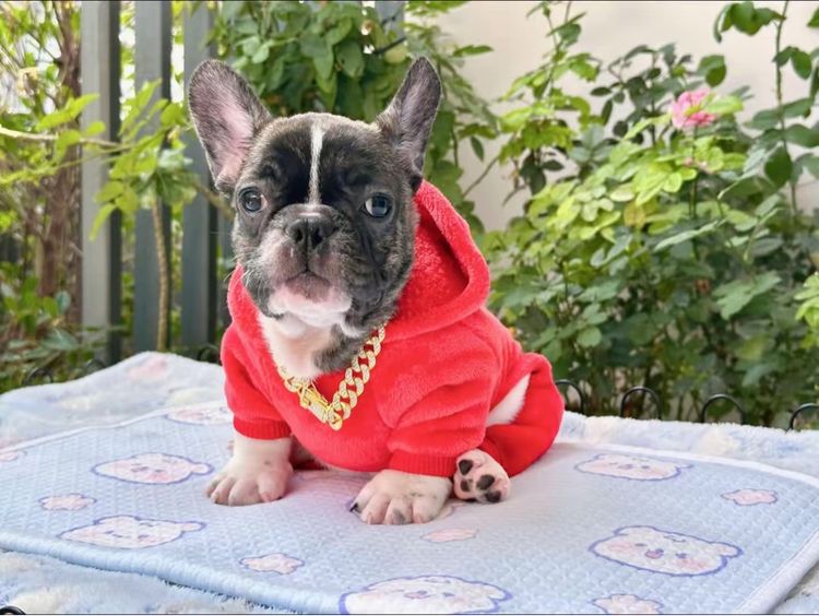 เฟรนบลูด็อกชาย ลายวัว รูปที่ 5