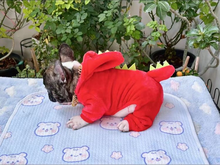 เฟรนบลูด็อกชาย ลายวัว รูปที่ 15