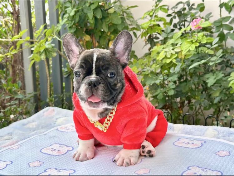 เฟรนช์ บูลด็อก (French Bulldog) เล็ก เฟรนบลูด็อกชาย ลายวัว