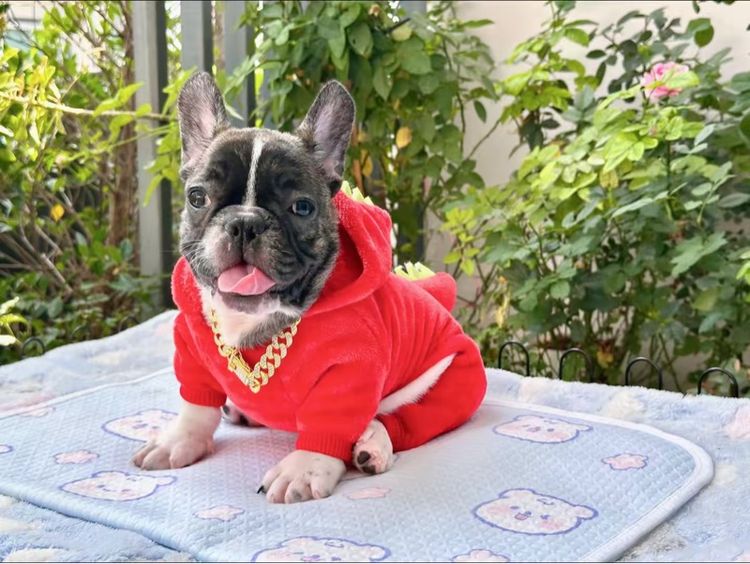 เฟรนบลูด็อกชาย ลายวัว รูปที่ 2