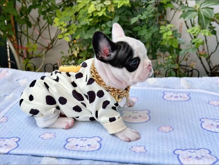 เฟรนบลูด็อก หญิง ลายวัว รูปที่ 4