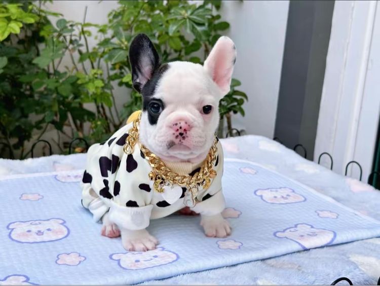 เฟรนบลูด็อก หญิง ลายวัว รูปที่ 12