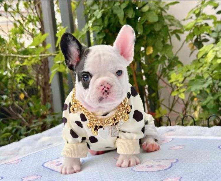 เฟรนช์ บูลด็อก (French Bulldog) เล็ก เฟรนบลูด็อก หญิง ลายวัว