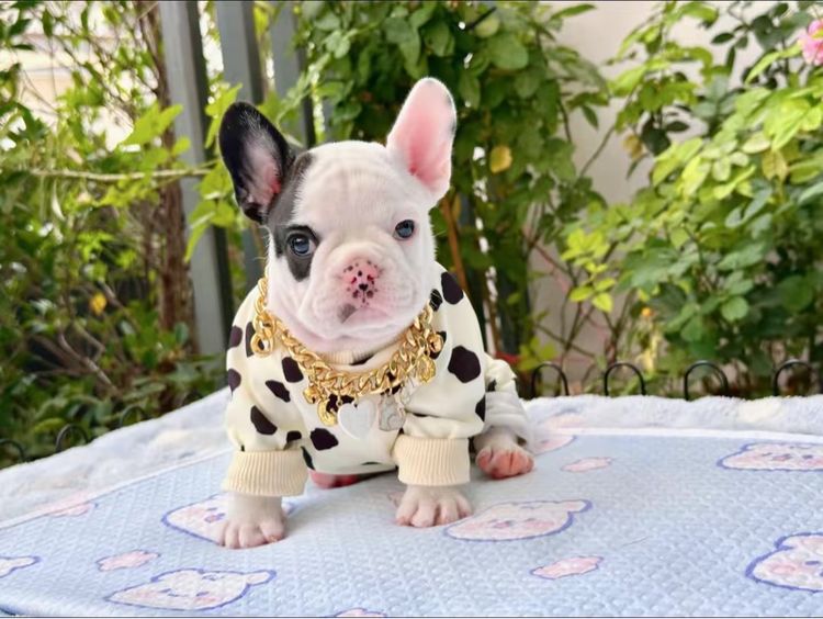 เฟรนบลูด็อก หญิง ลายวัว รูปที่ 14