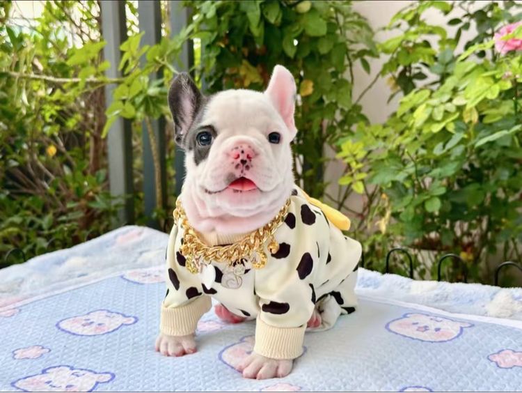 เฟรนบลูด็อก หญิง ลายวัว รูปที่ 11