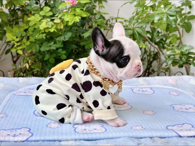 เฟรนบลูด็อก หญิง ลายวัว รูปที่ 3