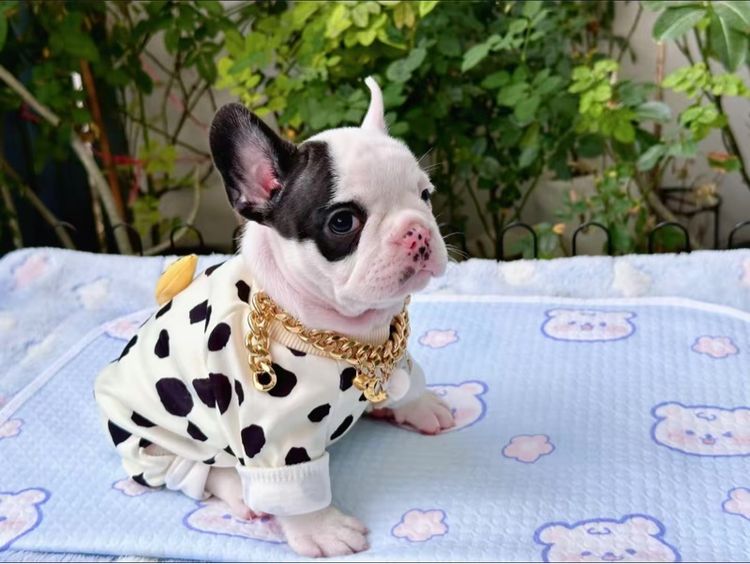 เฟรนบลูด็อก หญิง ลายวัว รูปที่ 7