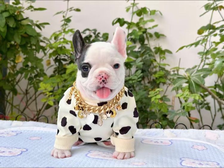 เฟรนบลูด็อก หญิง ลายวัว รูปที่ 10