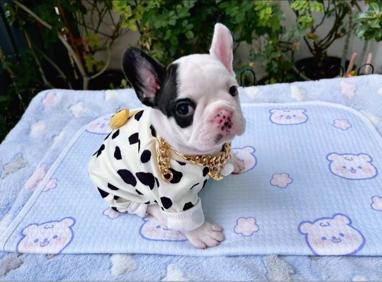 เฟรนบลูด็อก หญิง ลายวัว รูปที่ 8