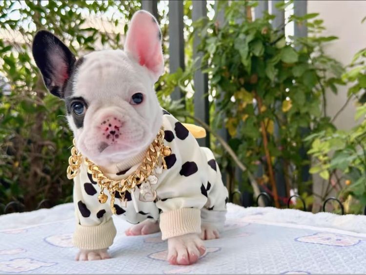 เฟรนบลูด็อก หญิง ลายวัว รูปที่ 5