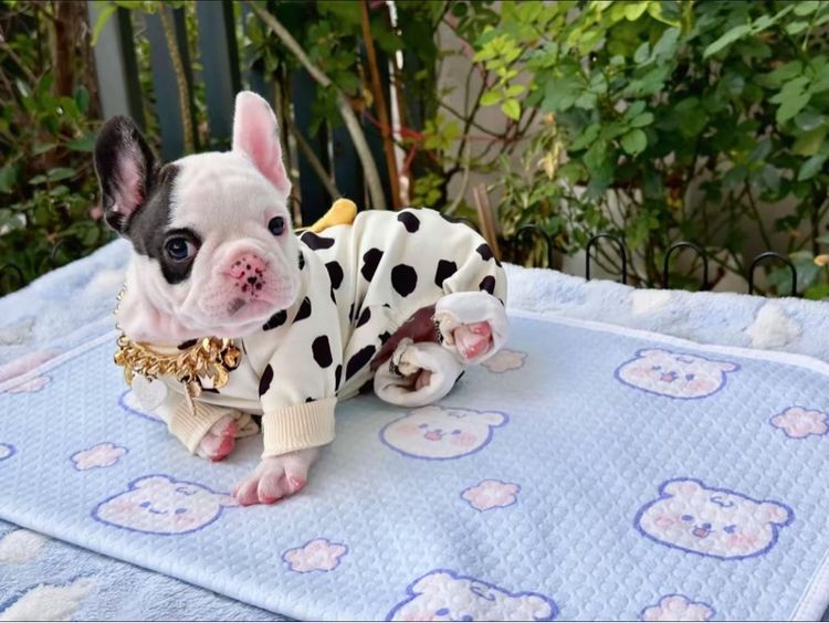 เฟรนบลูด็อก หญิง ลายวัว รูปที่ 2