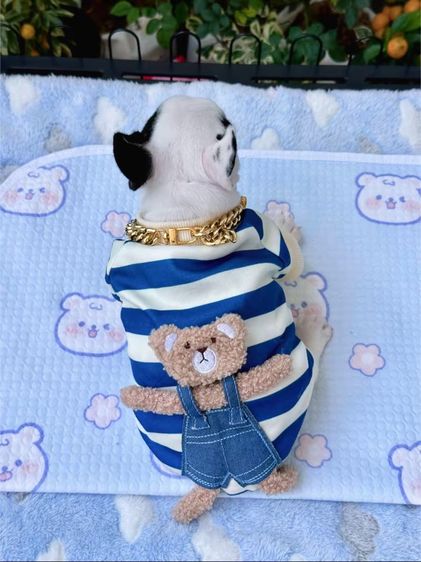 เฟรนบลูด็อก ลายวัว หญิง  รูปที่ 15