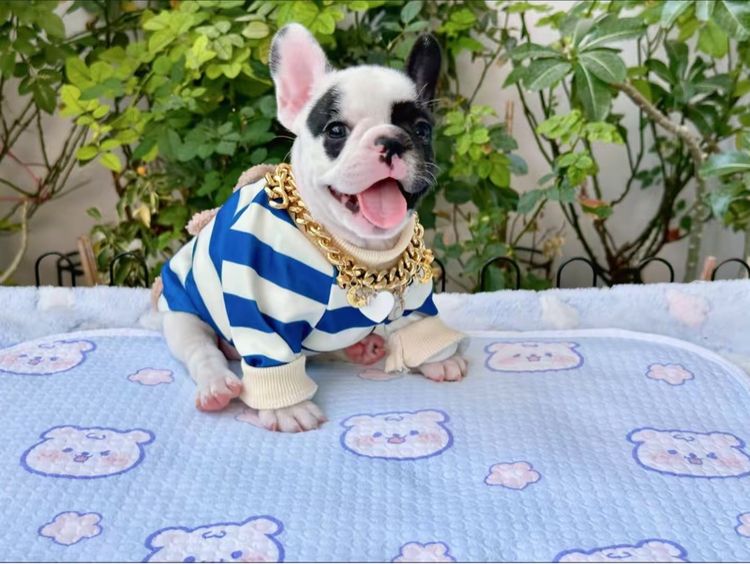 เฟรนช์ บูลด็อก (French Bulldog) เล็ก เฟรนบลูด็อก ลายวัว หญิง 