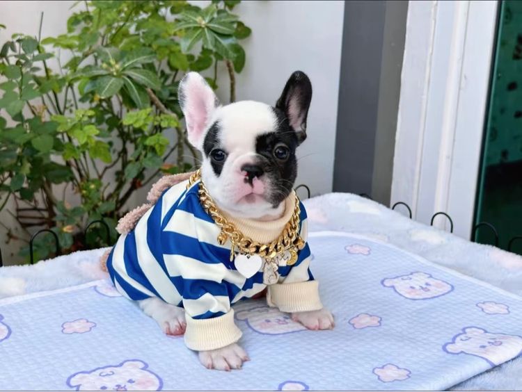 เฟรนบลูด็อก ลายวัว หญิง  รูปที่ 9