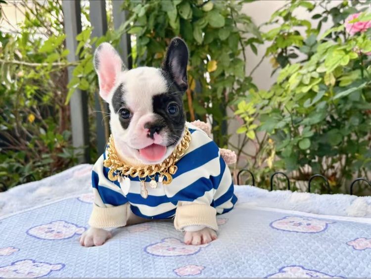 เฟรนบลูด็อก ลายวัว หญิง  รูปที่ 7