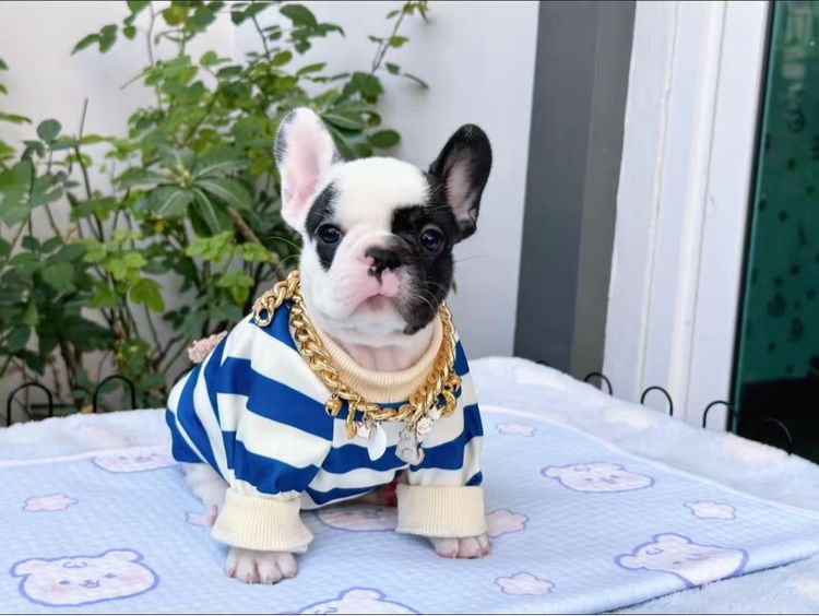 เฟรนบลูด็อก ลายวัว หญิง  รูปที่ 11