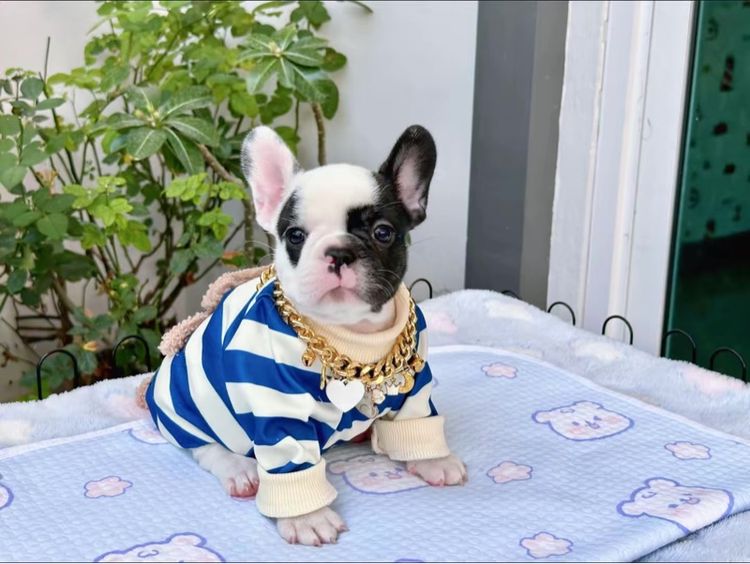 เฟรนบลูด็อก ลายวัว หญิง  รูปที่ 14