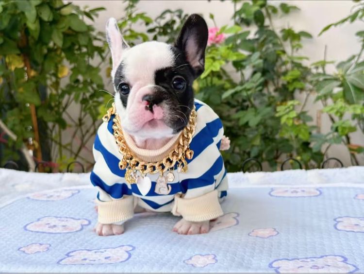 เฟรนบลูด็อก ลายวัว หญิง  รูปที่ 8