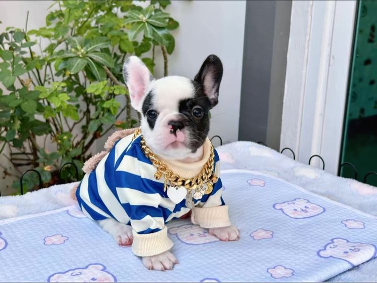 เฟรนบลูด็อก ลายวัว หญิง  รูปที่ 10