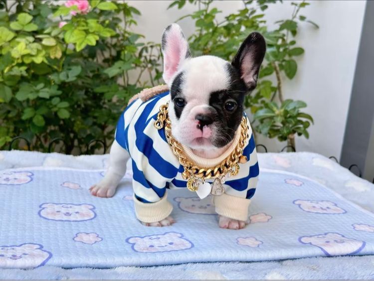 เฟรนบลูด็อก ลายวัว หญิง  รูปที่ 3