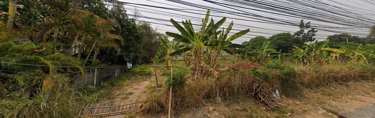 ที่ดินทำเลทอง ย่านเจ็ดยอด กลางเมืองเชียงใหม่ น้ำไม่ท่วม 304 ตารางวา รูปที่ 3