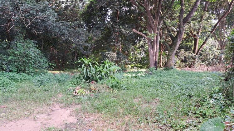 ที่ดินหน้ามหาวิทยาลัยเชียงใหม่ 1-3-31 ไร่ รูปที่ 3