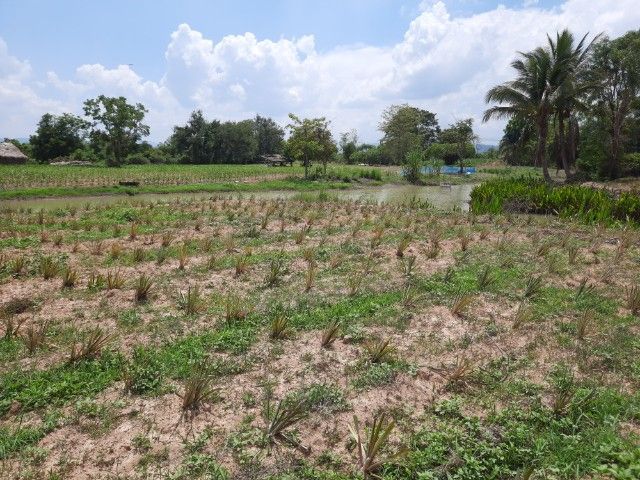 ใช่ ขายที่ดินจัดสรร โครงการ Greenview at Maechan รูปที่ 3