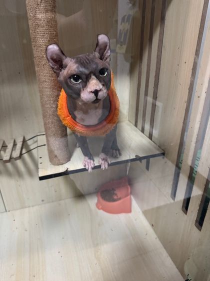 แมวสฟิงซ์หาบ้าน รูปที่ 3