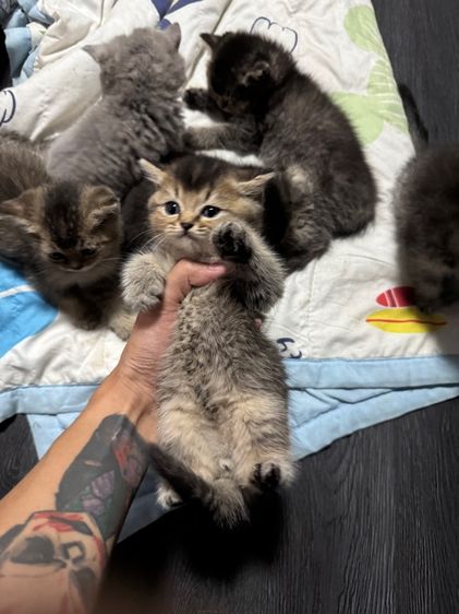 แมวบริติส 1เดือนกว่า  รูปที่ 4