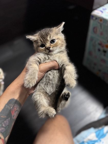 แมวบริติส 1เดือนกว่า  รูปที่ 7