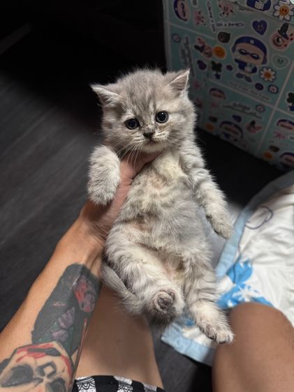 แมวบริติส 1เดือนกว่า  รูปที่ 8