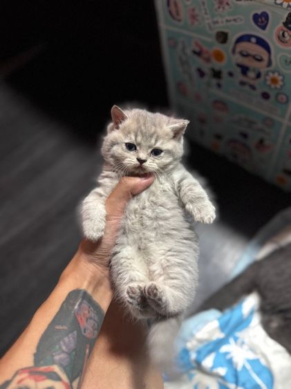 แมวบริติส 1เดือนกว่า  รูปที่ 10