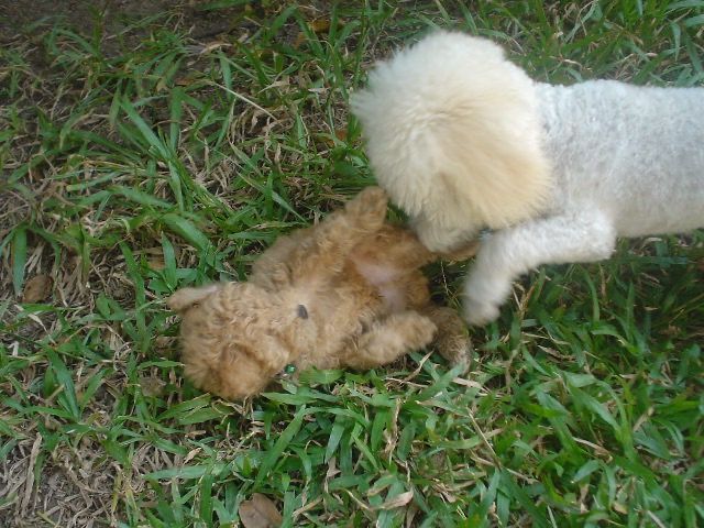 รับฝากสุนัข ไม่ขังกรง บางบัวทอง ราคาถูก  รูปที่ 9