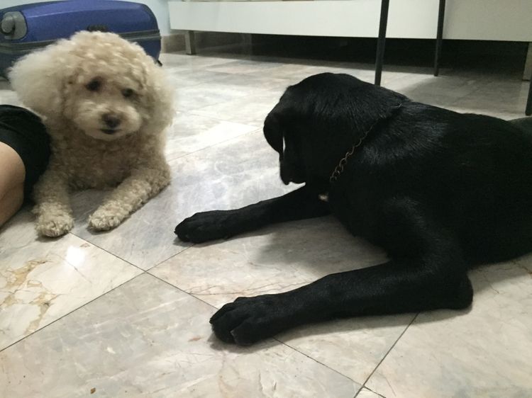 รับฝากสุนัข ไม่ขังกรง บางบัวทอง ราคาถูก  รูปที่ 7