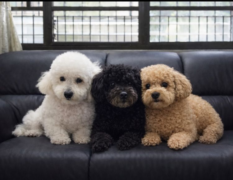 รับฝากสุนัข ไม่ขังกรง บางบัวทอง ราคาถูก 