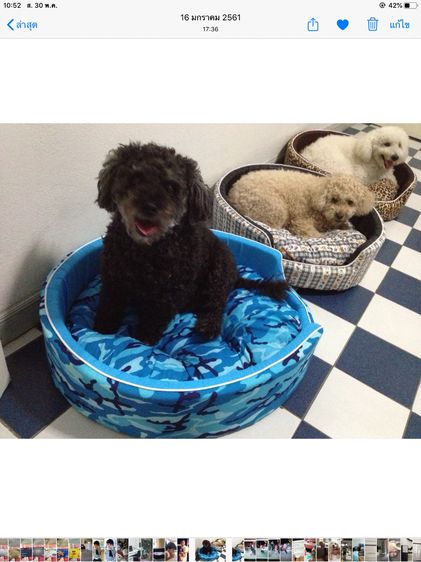 รับฝากสุนัข ไม่ขังกรง บางบัวทอง ราคาถูก  รูปที่ 8