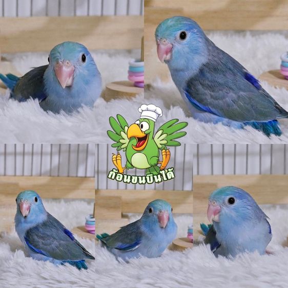 ลูกป้อนฟอพัสสีพาสเทล